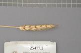 Click for 1 image(s) for this accession. Spike